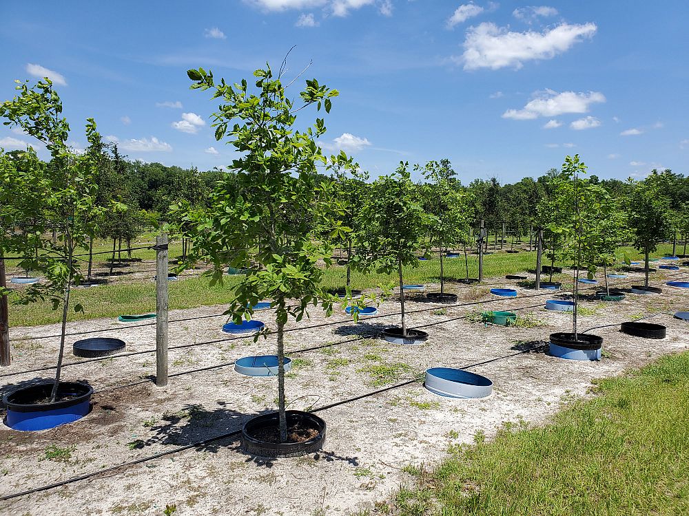 quercus-michauxii-cow-oak-swamp-chestnut-oak