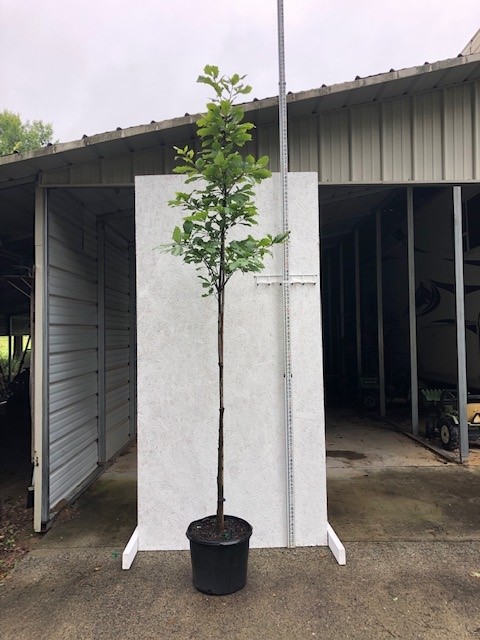 quercus-michauxii-cow-oak-swamp-chestnut-oak
