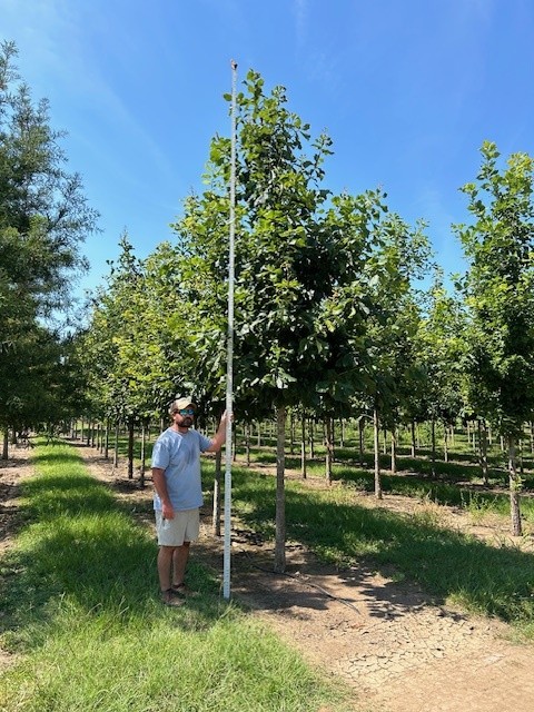 quercus-michauxii-cow-oak-swamp-chestnut-oak