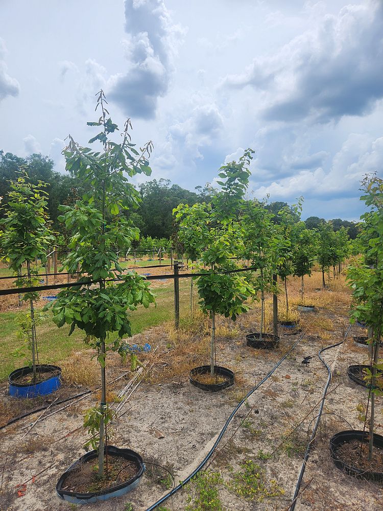 quercus-michauxii-cow-oak-swamp-chestnut-oak