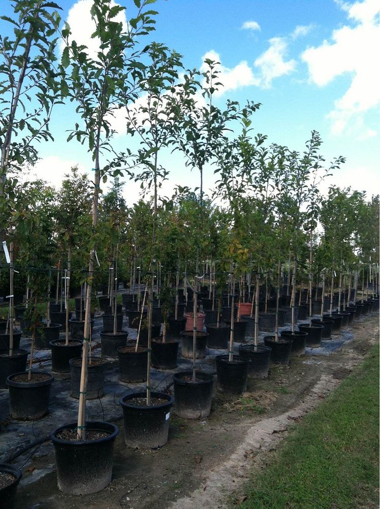 quercus-muehlenbergii-chinkapin-oak-chinquapin-oak
