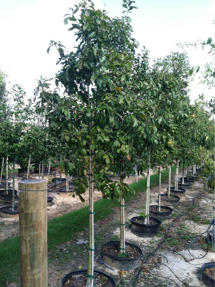 quercus-muehlenbergii-chinkapin-oak-chinquapin-oak