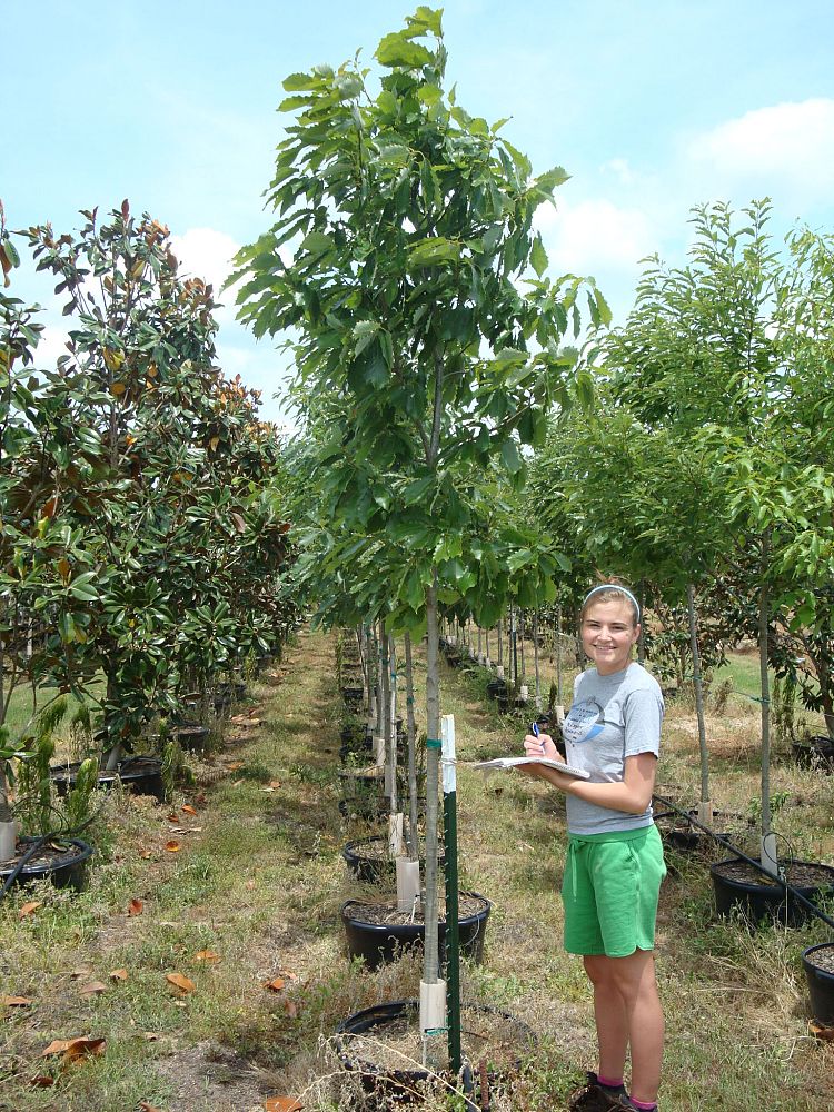 quercus-muehlenbergii-chinkapin-oak-chinquapin-oak