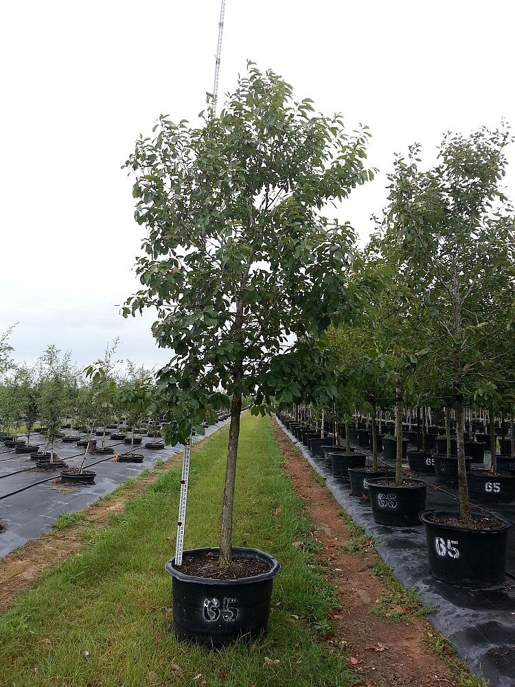 quercus-muehlenbergii-chinkapin-oak-chinquapin-oak