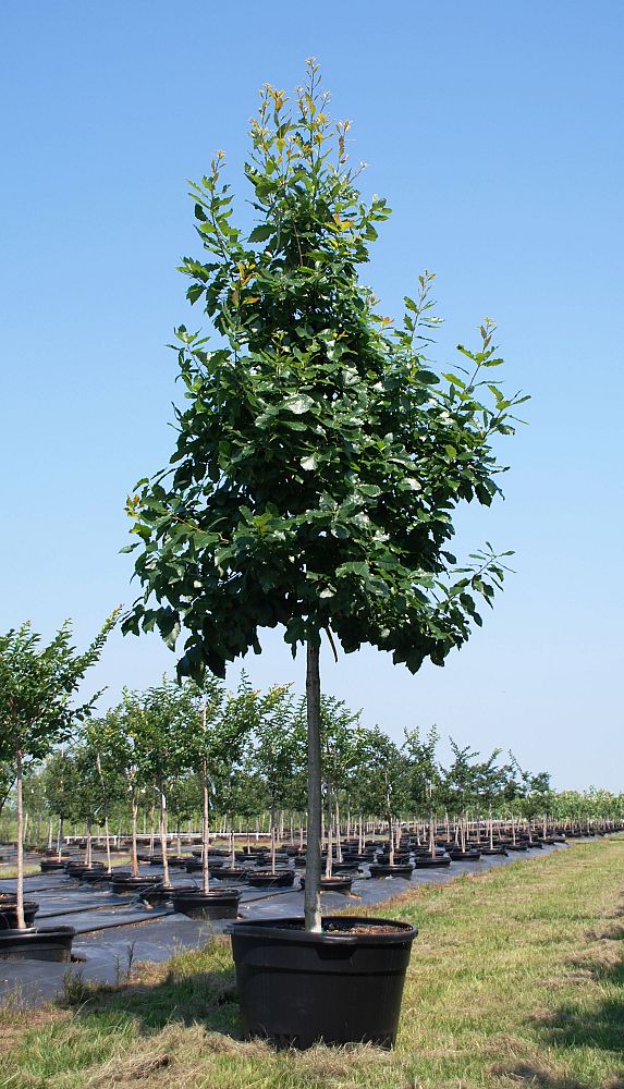quercus-muehlenbergii-chinkapin-oak-chinquapin-oak