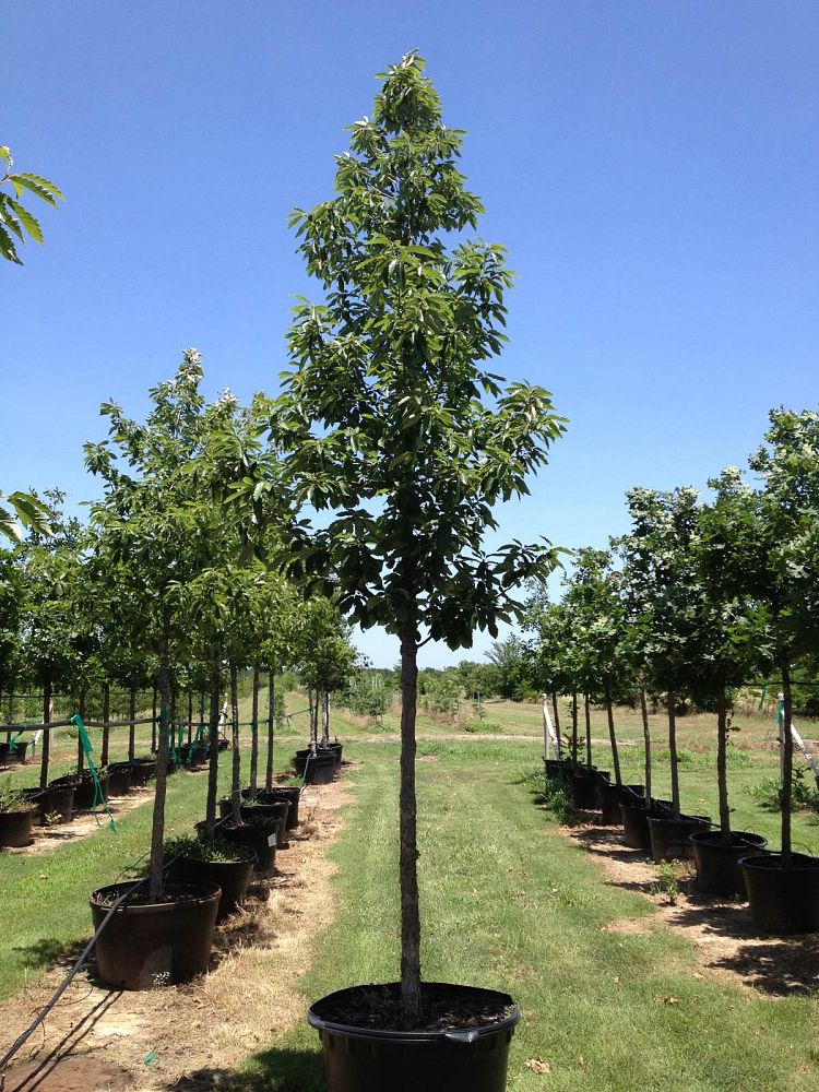 quercus-muehlenbergii-chinkapin-oak-chinquapin-oak