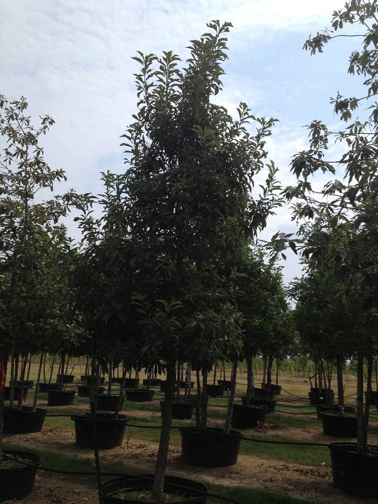 quercus-muehlenbergii-chinkapin-oak-chinquapin-oak