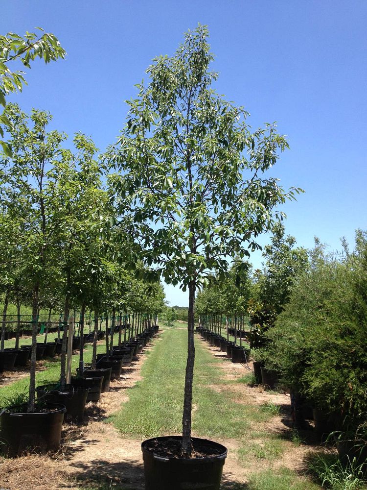 quercus-muehlenbergii-chinkapin-oak-chinquapin-oak