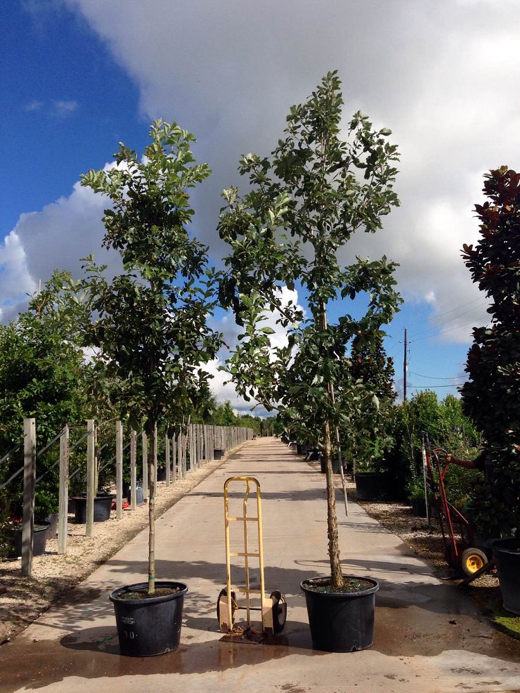 quercus-muehlenbergii-chinkapin-oak-chinquapin-oak
