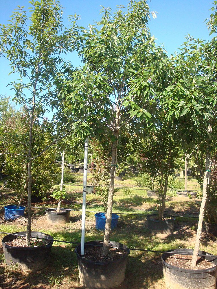 quercus-muehlenbergii-chinkapin-oak-chinquapin-oak