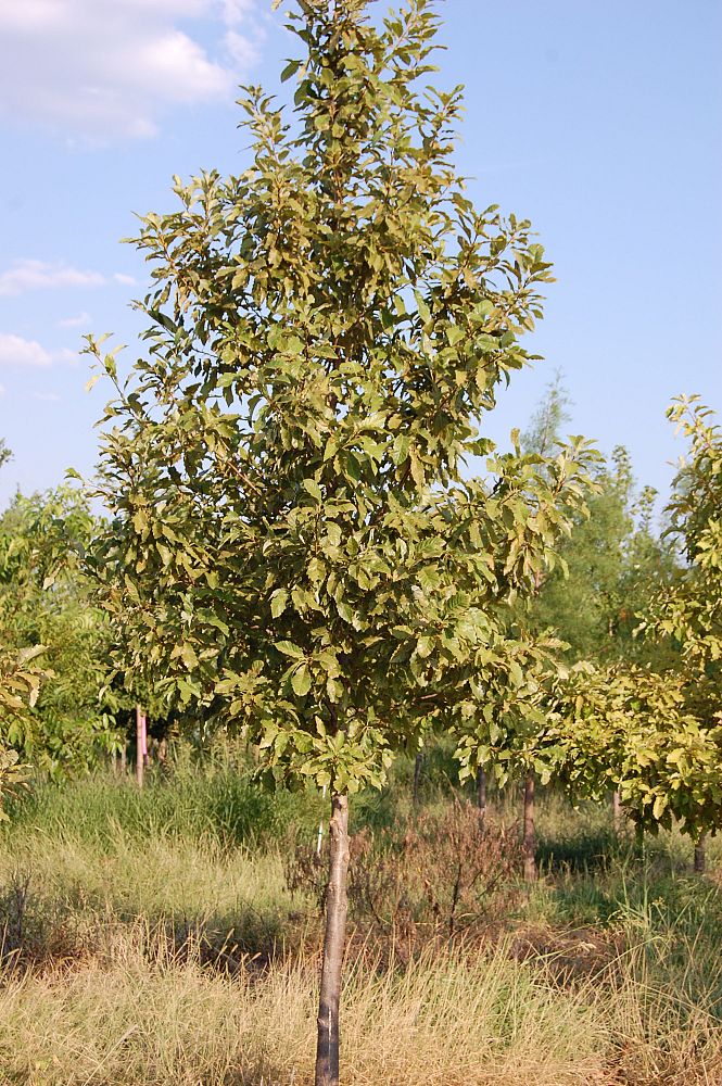 quercus-muehlenbergii-chinkapin-oak-chinquapin-oak