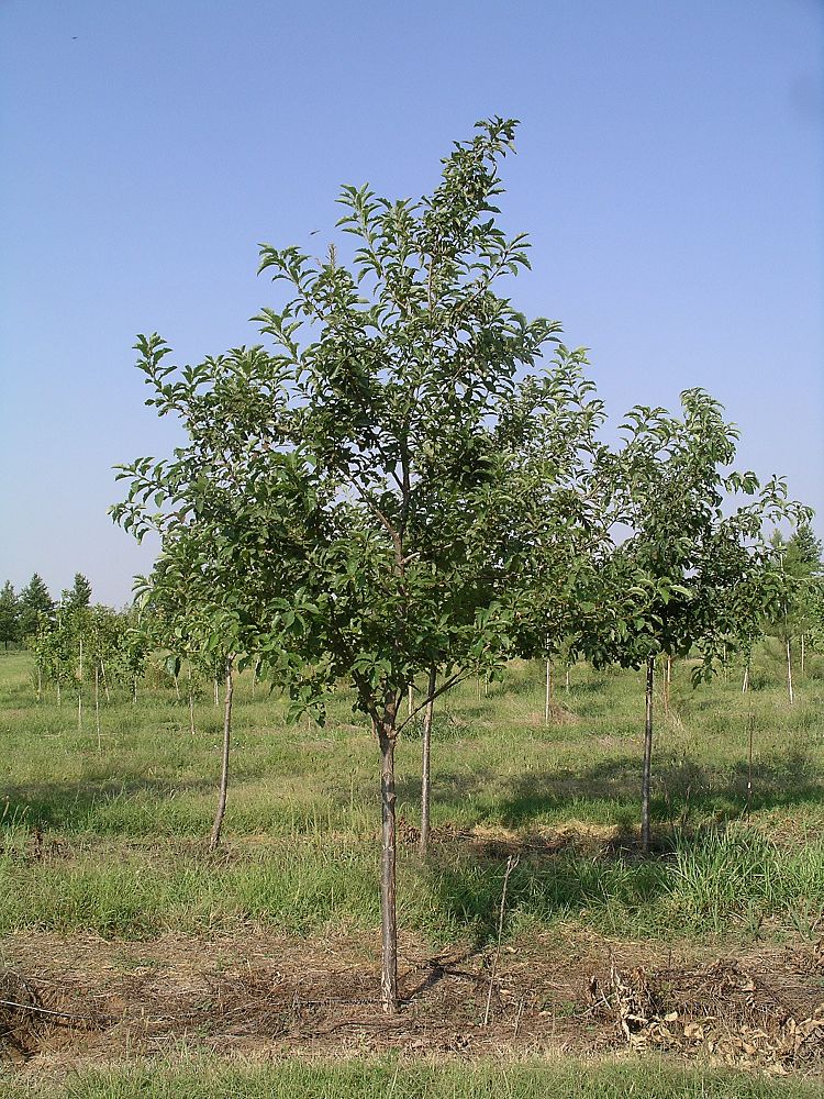 quercus-muehlenbergii-chinkapin-oak-chinquapin-oak