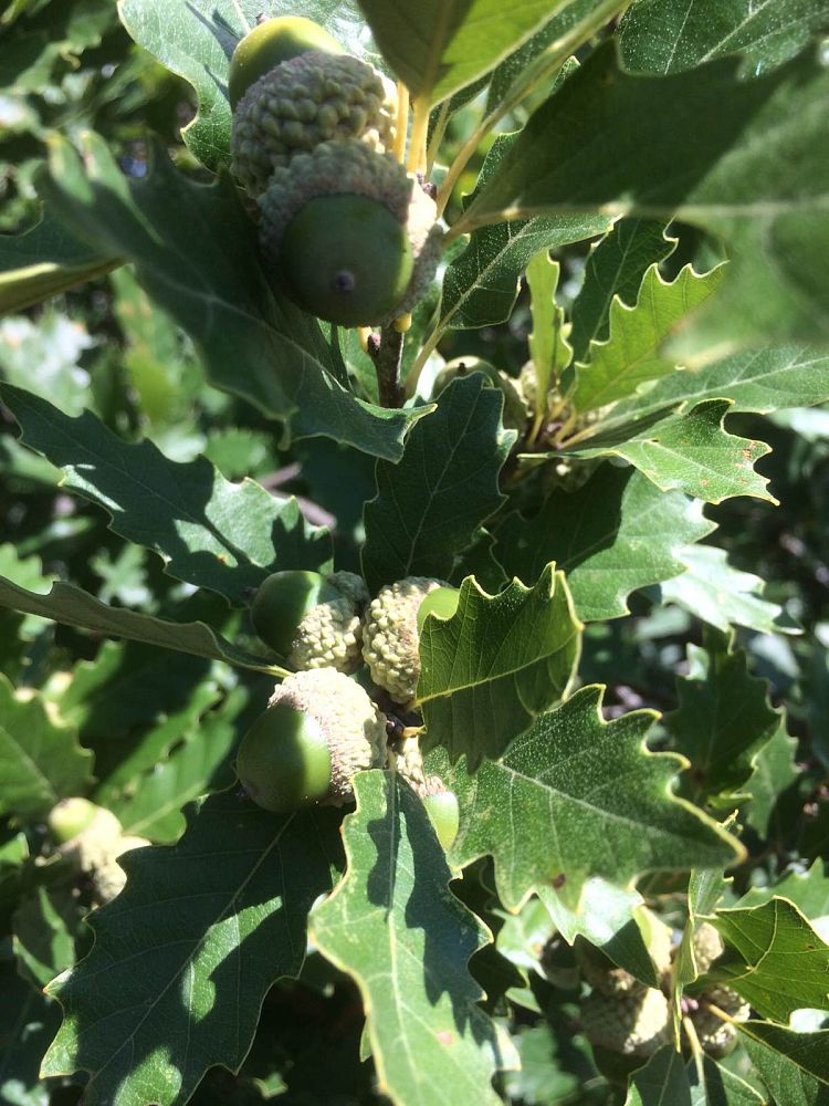 quercus-muehlenbergii-chinkapin-oak-chinquapin-oak