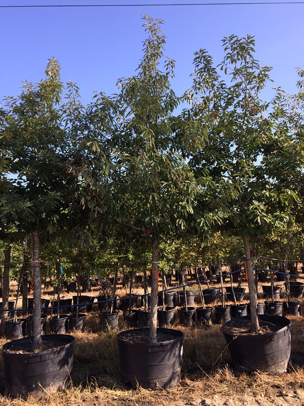 quercus-muehlenbergii-chinkapin-oak-chinquapin-oak