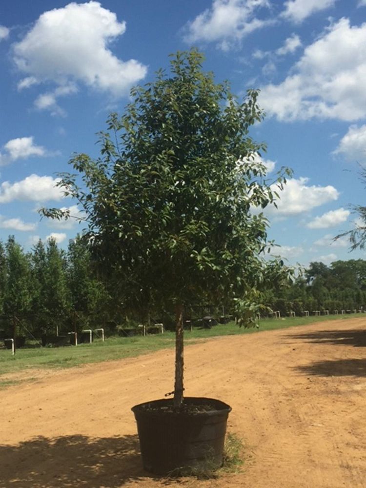 quercus-muehlenbergii-chinkapin-oak-chinquapin-oak