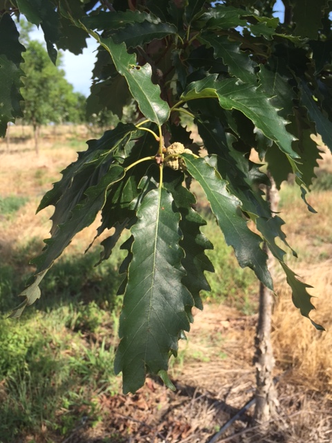 quercus-muehlenbergii-chinkapin-oak-chinquapin-oak