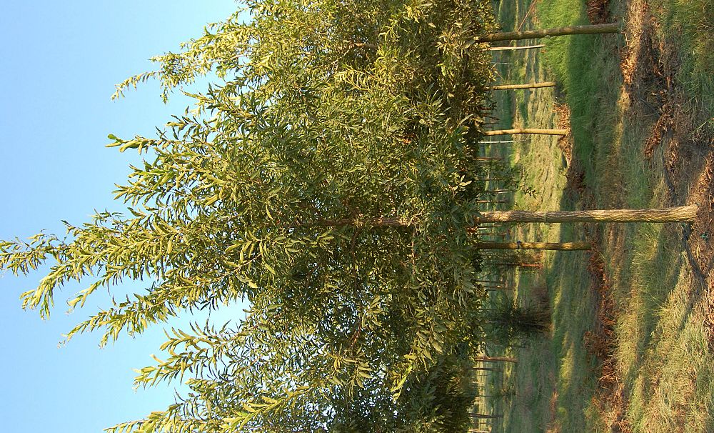 quercus-muehlenbergii-chinkapin-oak-chinquapin-oak