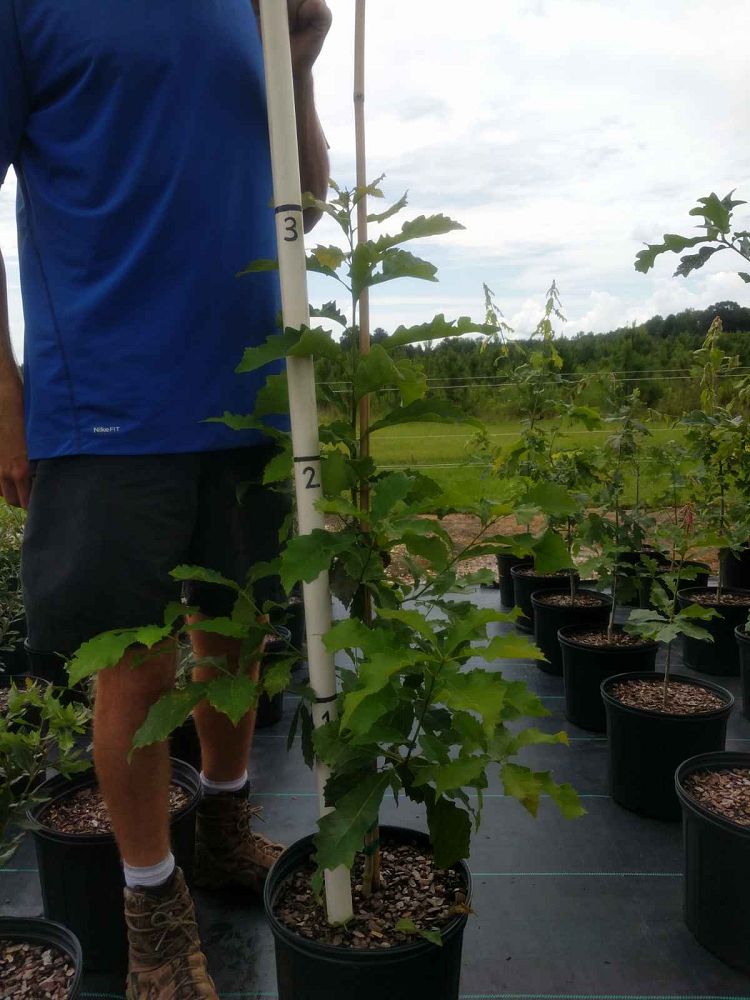 quercus-muehlenbergii-chinkapin-oak-chinquapin-oak