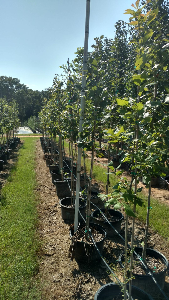quercus-muehlenbergii-chinkapin-oak-chinquapin-oak