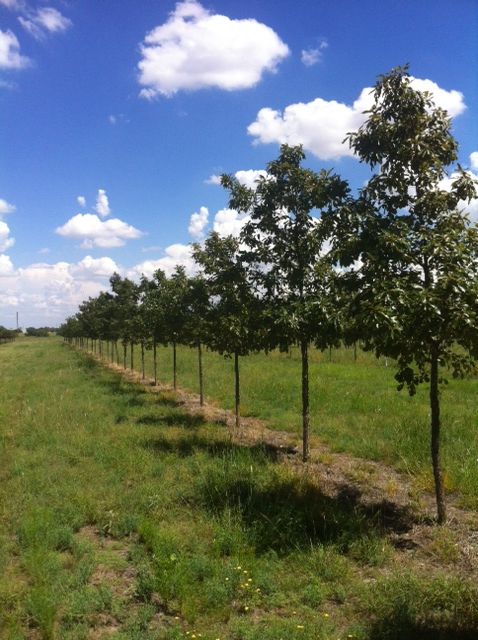 quercus-muehlenbergii-chinkapin-oak-chinquapin-oak