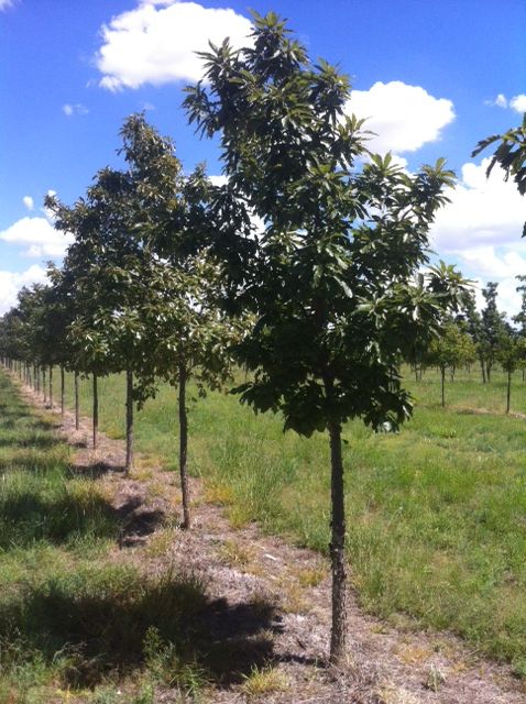 quercus-muehlenbergii-chinkapin-oak-chinquapin-oak