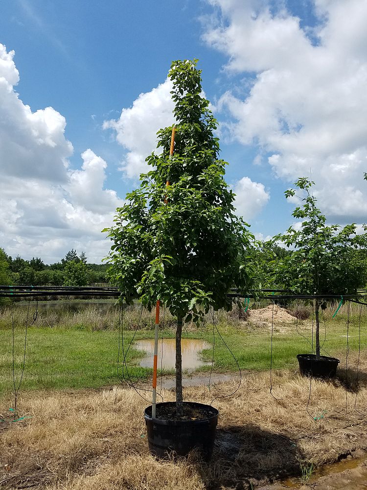 quercus-muehlenbergii-chinkapin-oak-chinquapin-oak