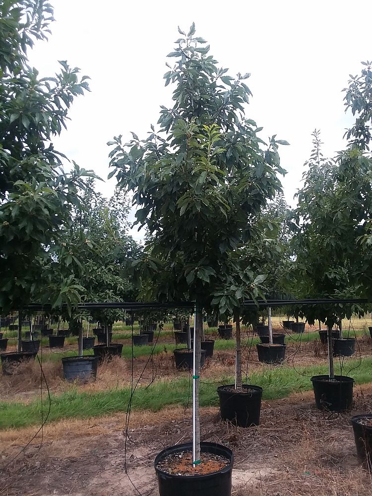 quercus-muehlenbergii-chinkapin-oak-chinquapin-oak