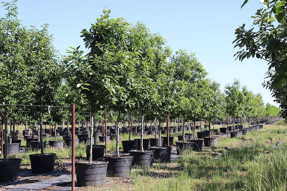 quercus-muehlenbergii-chinkapin-oak-chinquapin-oak