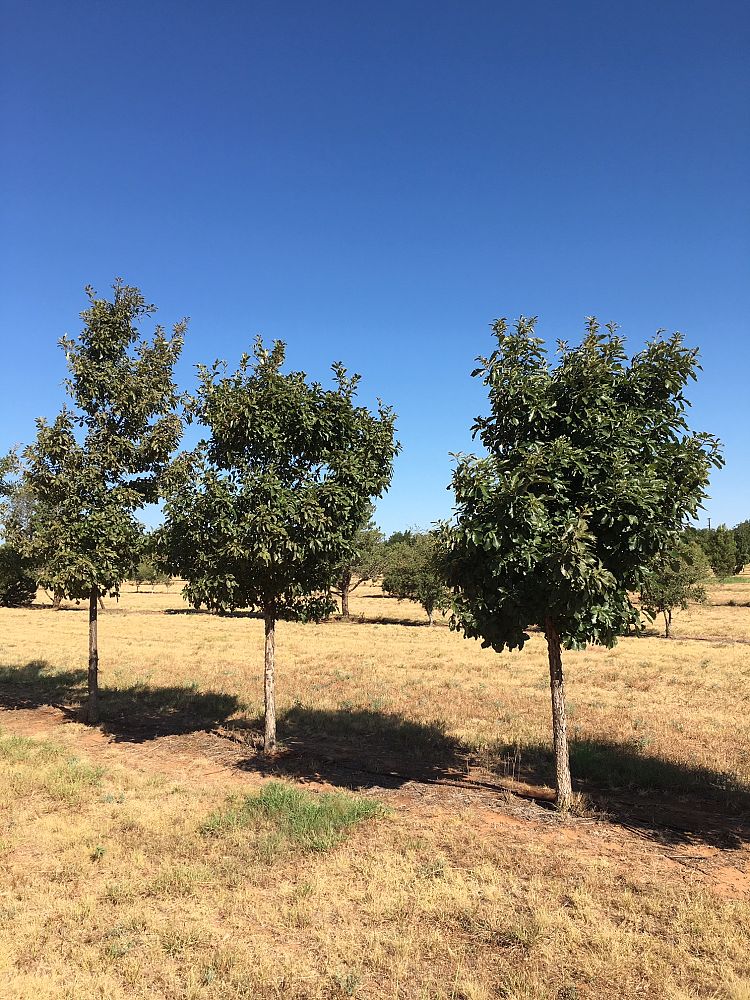 quercus-muehlenbergii-chinkapin-oak-chinquapin-oak