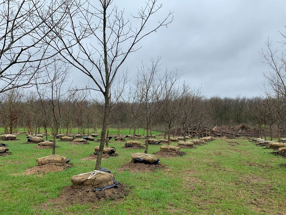 quercus-muehlenbergii-chinkapin-oak-chinquapin-oak