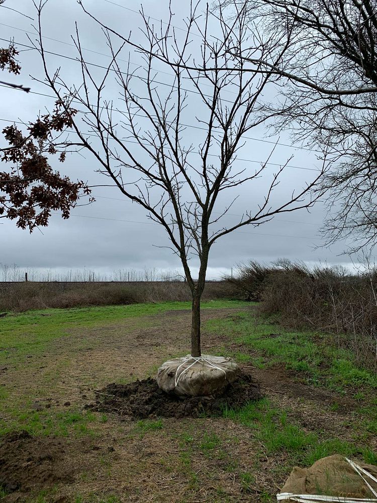 quercus-muehlenbergii-chinkapin-oak-chinquapin-oak