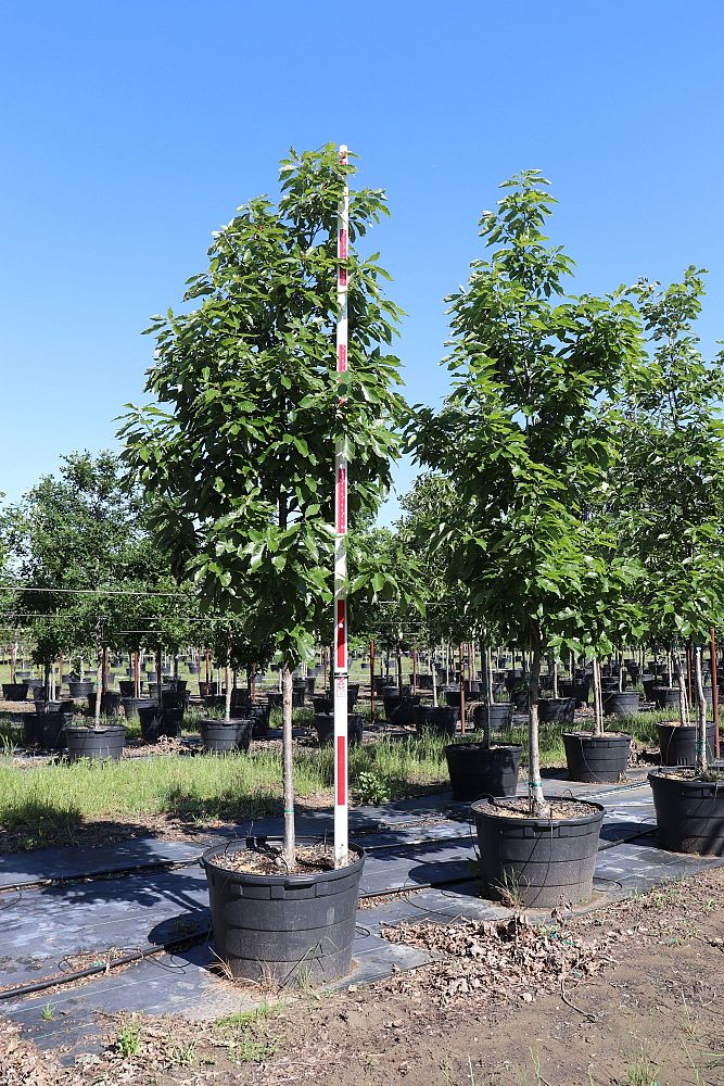 quercus-muehlenbergii-chinkapin-oak-chinquapin-oak