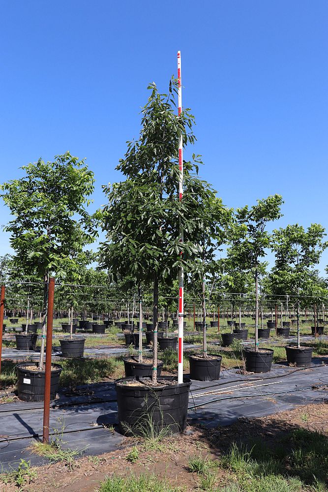 quercus-muehlenbergii-chinkapin-oak-chinquapin-oak