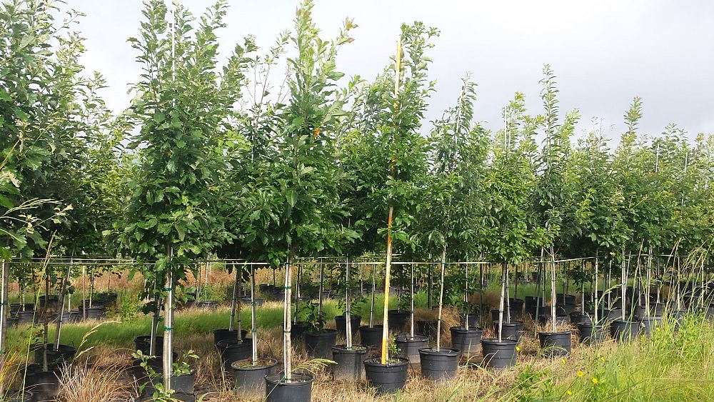 quercus-muehlenbergii-chinkapin-oak-chinquapin-oak