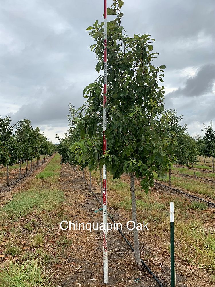 quercus-muehlenbergii-chinkapin-oak-chinquapin-oak