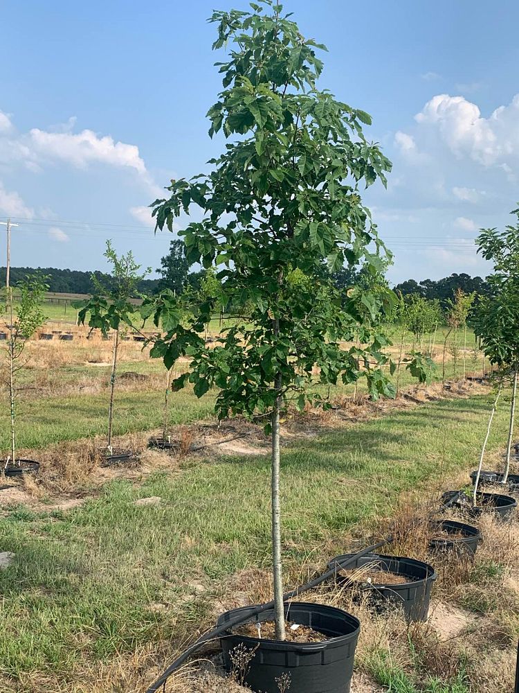 quercus-muehlenbergii-chinkapin-oak-chinquapin-oak