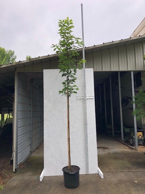 quercus-muehlenbergii-chinkapin-oak-chinquapin-oak