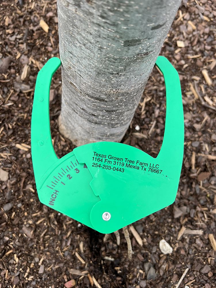 quercus-muehlenbergii-chinkapin-oak-chinquapin-oak