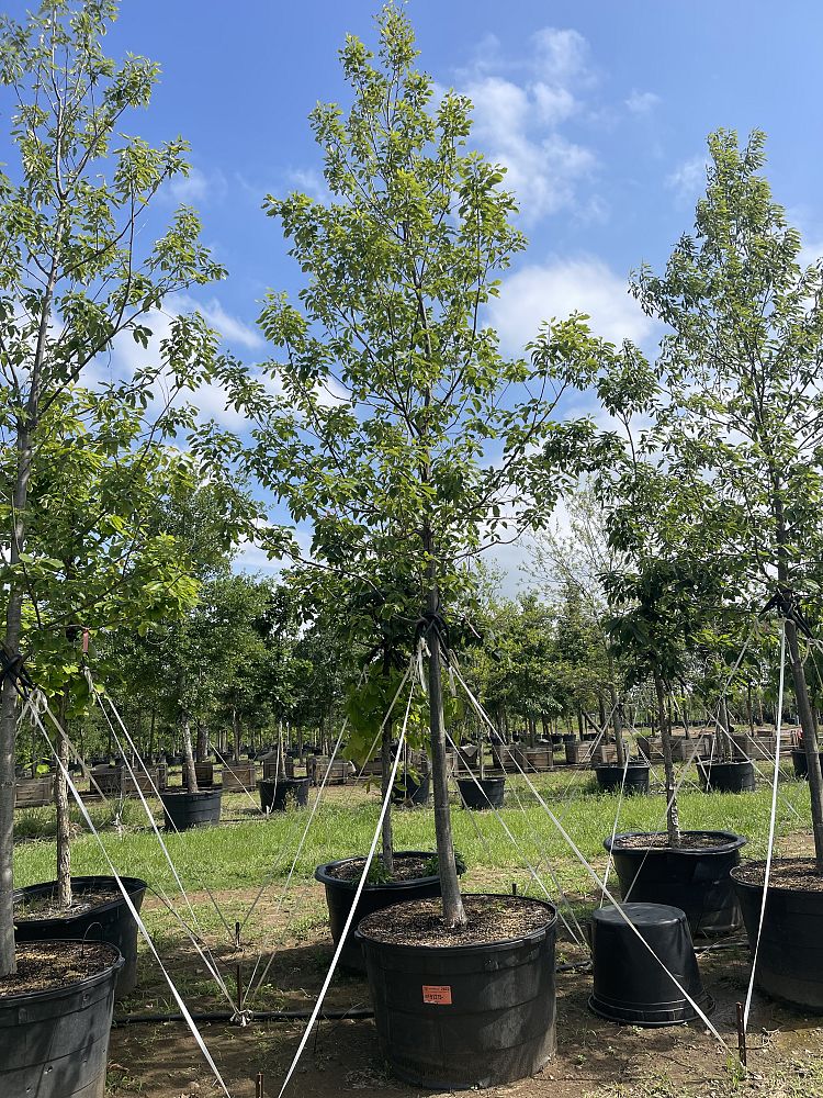 quercus-muehlenbergii-chinkapin-oak-chinquapin-oak