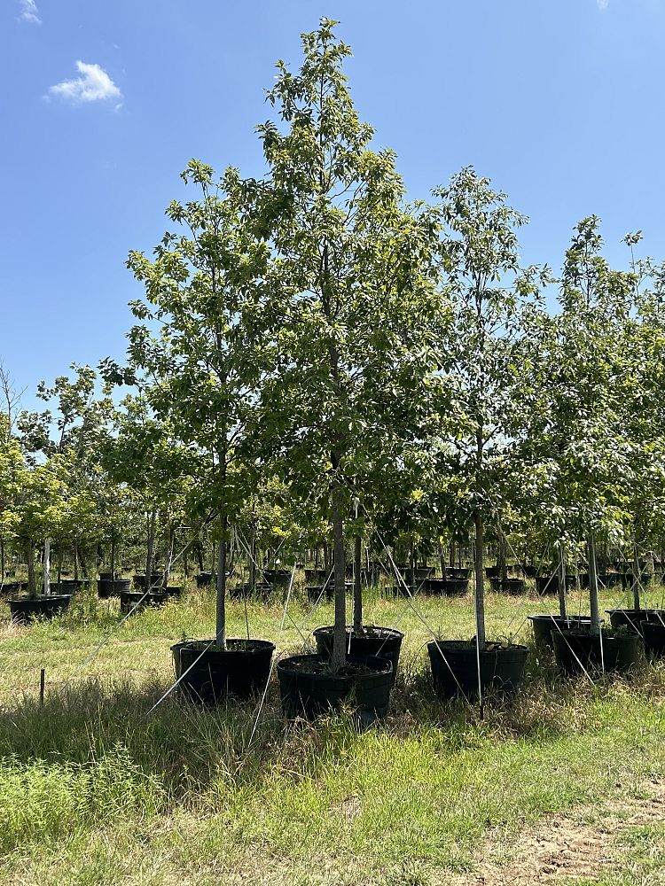 quercus-muehlenbergii-chinkapin-oak-chinquapin-oak