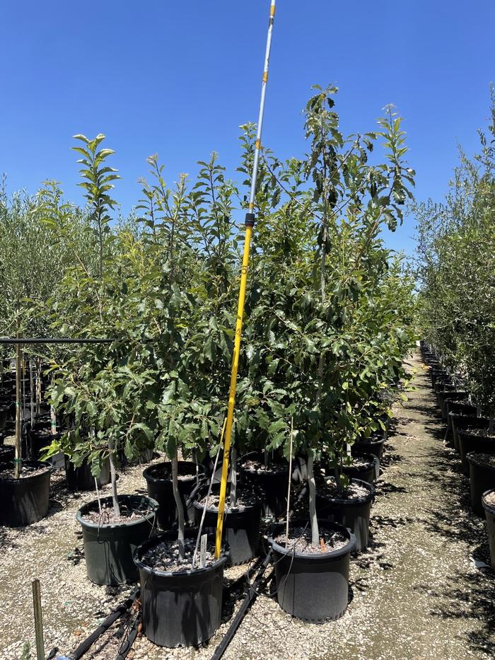 quercus-muehlenbergii-chinkapin-oak-chinquapin-oak