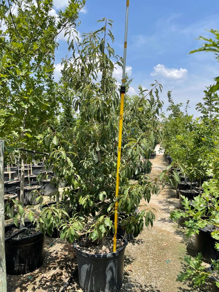quercus-muehlenbergii-chinkapin-oak-chinquapin-oak