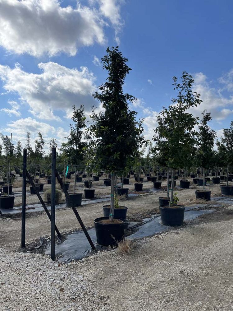 quercus-muehlenbergii-chinkapin-oak-chinquapin-oak