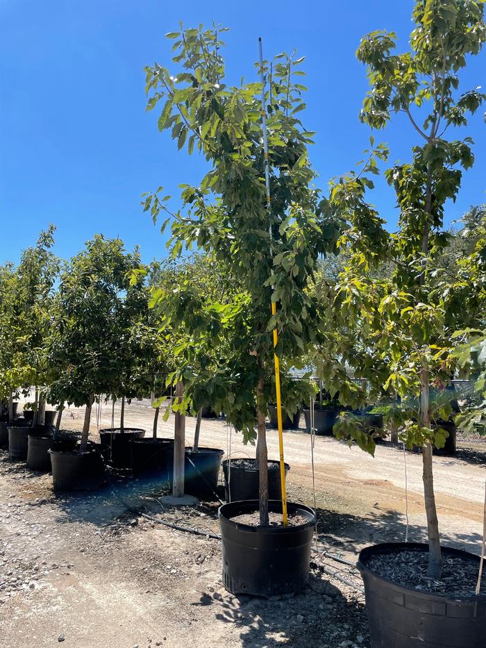 quercus-muehlenbergii-chinkapin-oak-chinquapin-oak