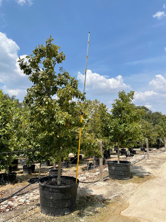 quercus-muehlenbergii-chinkapin-oak-chinquapin-oak