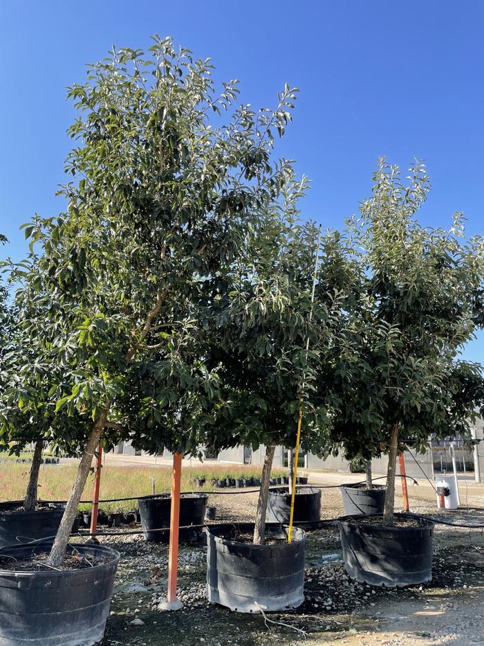 quercus-muehlenbergii-chinkapin-oak-chinquapin-oak