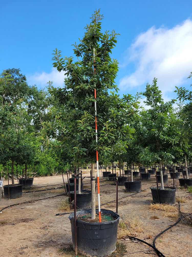 quercus-muehlenbergii-chinkapin-oak-chinquapin-oak