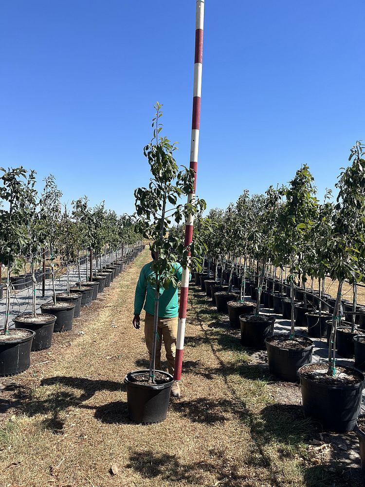 quercus-muehlenbergii-chinkapin-oak-chinquapin-oak