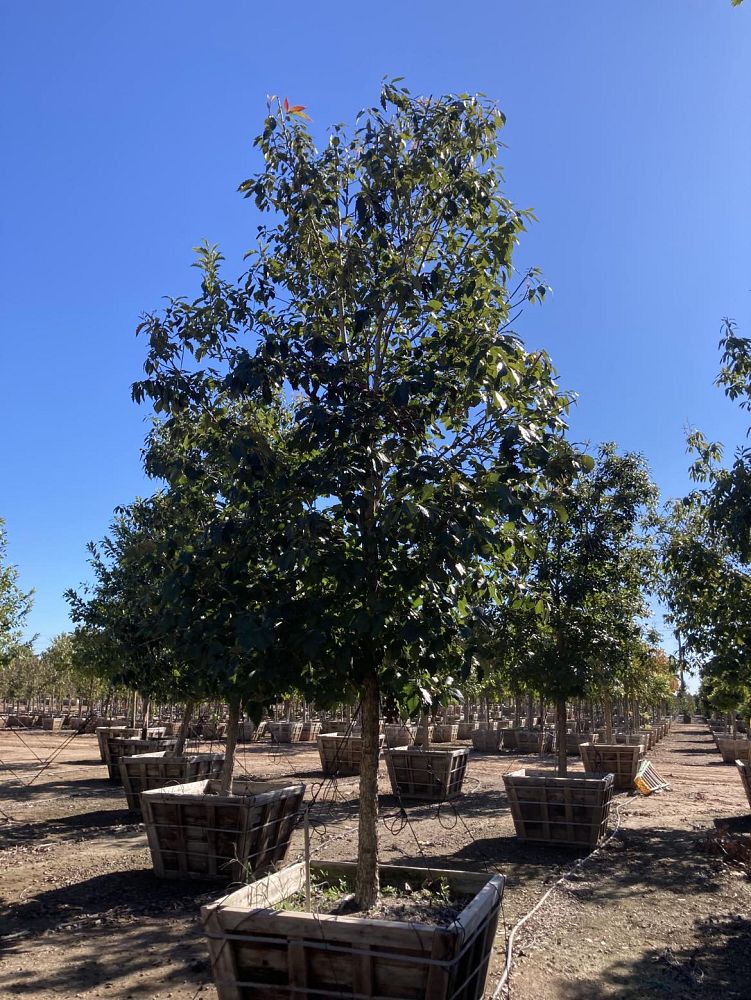 quercus-muehlenbergii-chinkapin-oak-chinquapin-oak