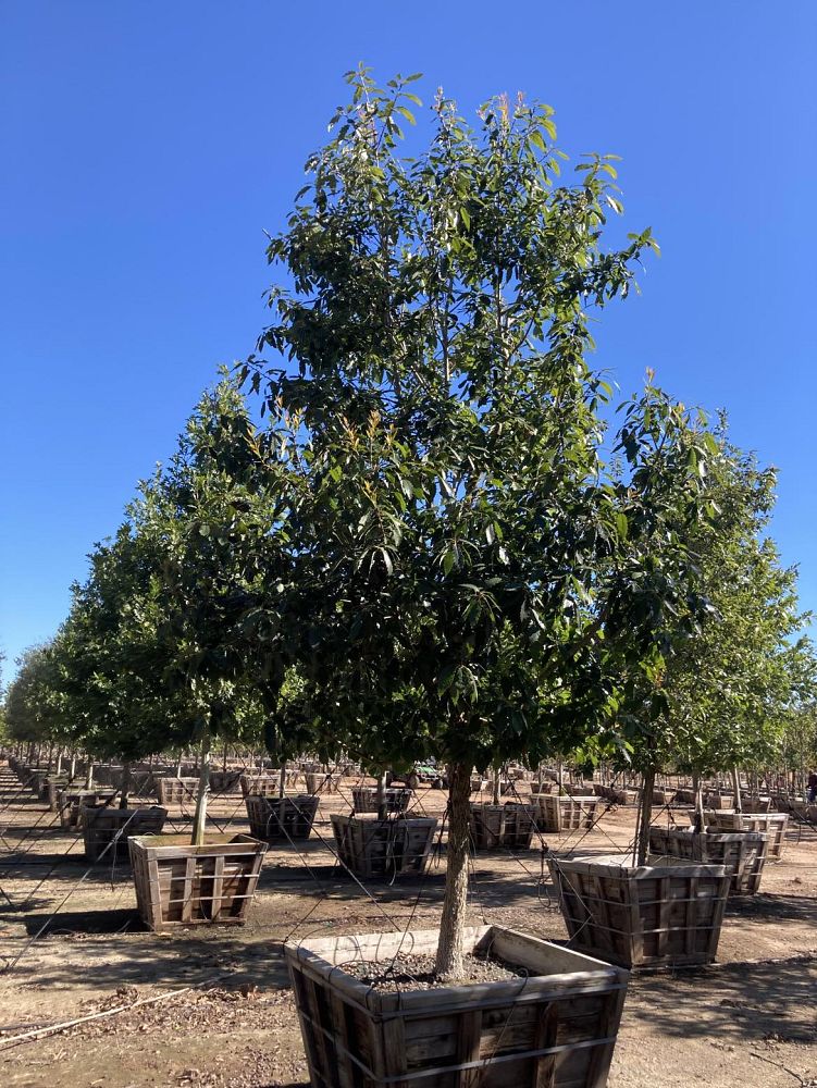 quercus-muehlenbergii-chinkapin-oak-chinquapin-oak